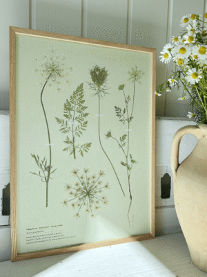 Vild Gulerod - Herbarium