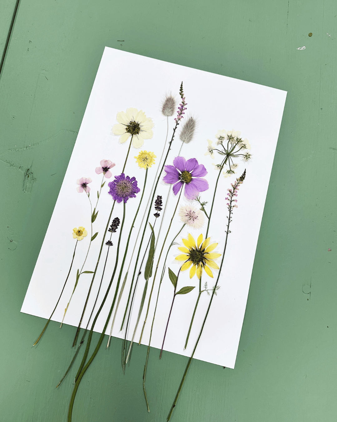 tørret blomster plakat