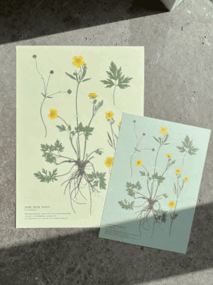 botaniske plakater