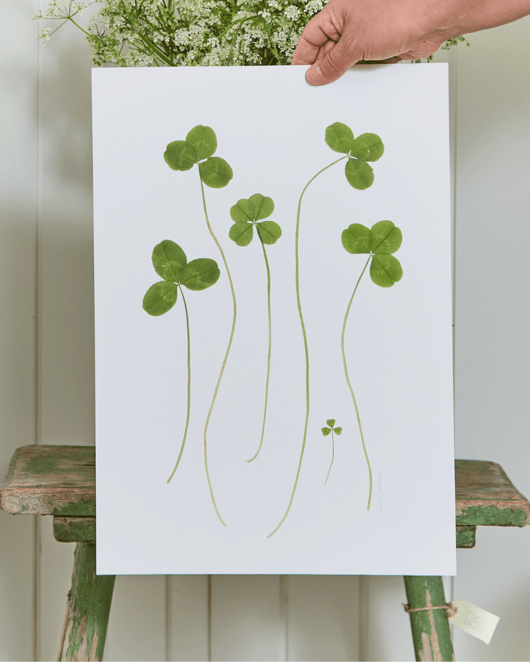 Pressede firkløvere og trekløvere