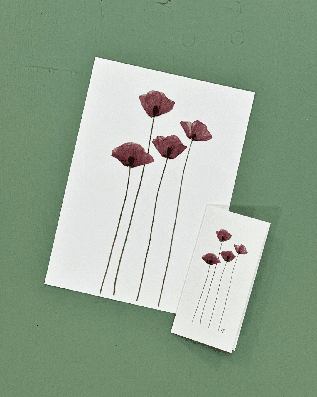 pressede røde valmuer