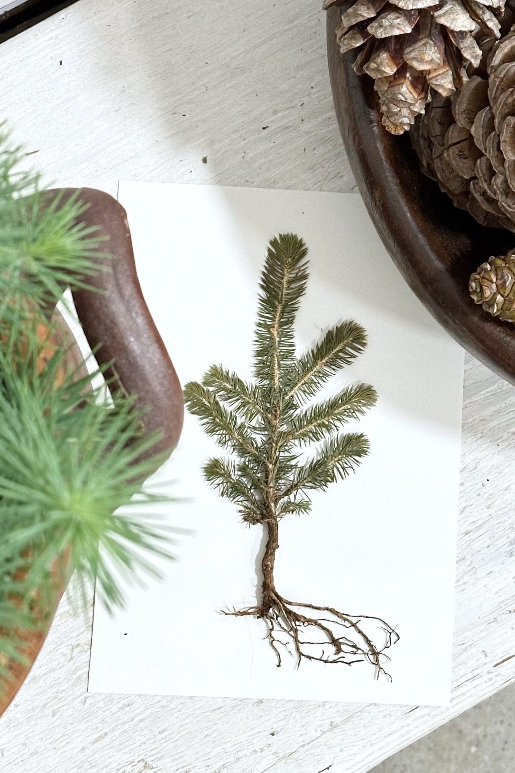 A6 Vinterkort - pakke med 5 stk - Mix med rødder og smukke detaljer