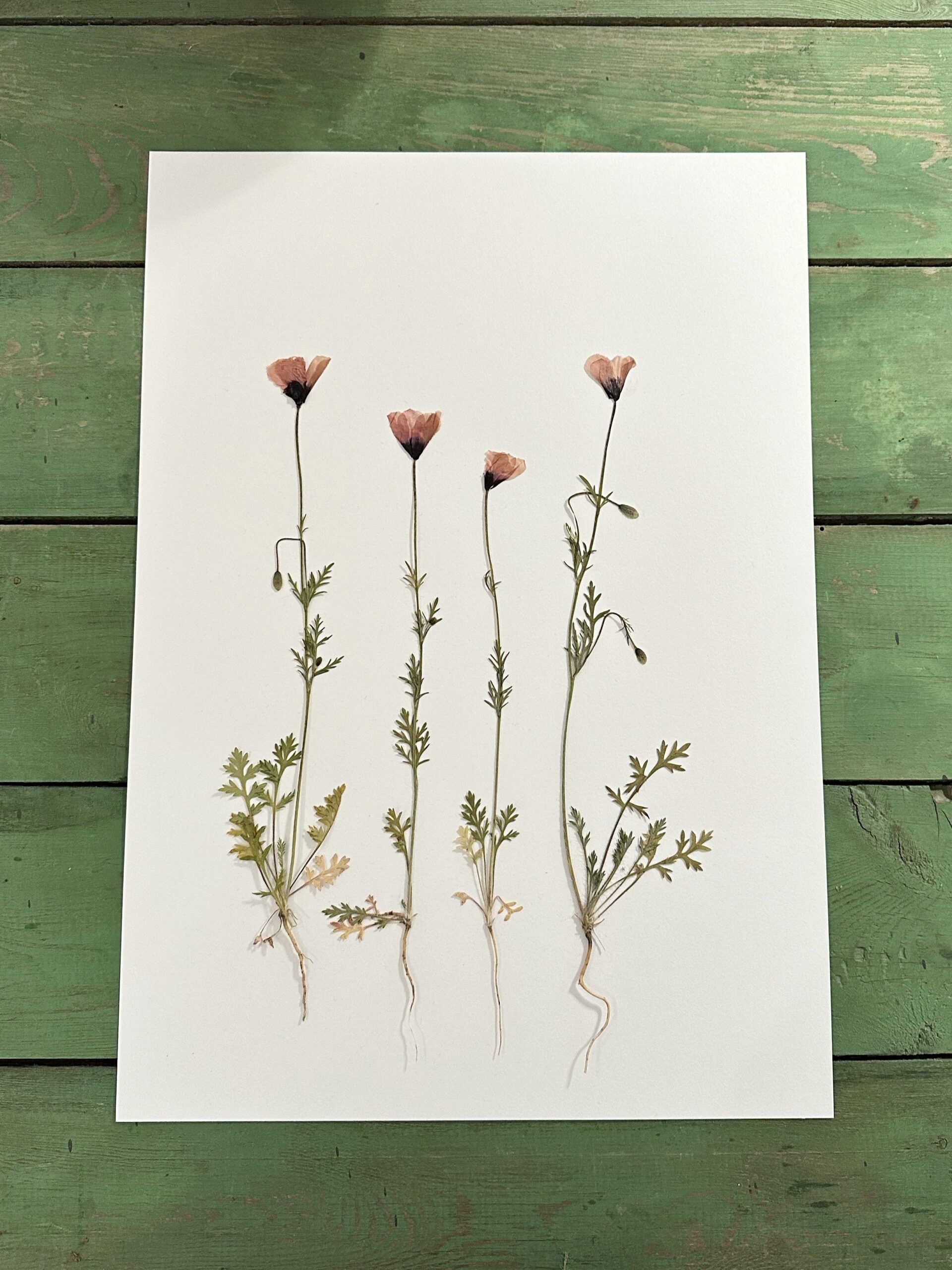 Valmuer fra Mols Bjerge