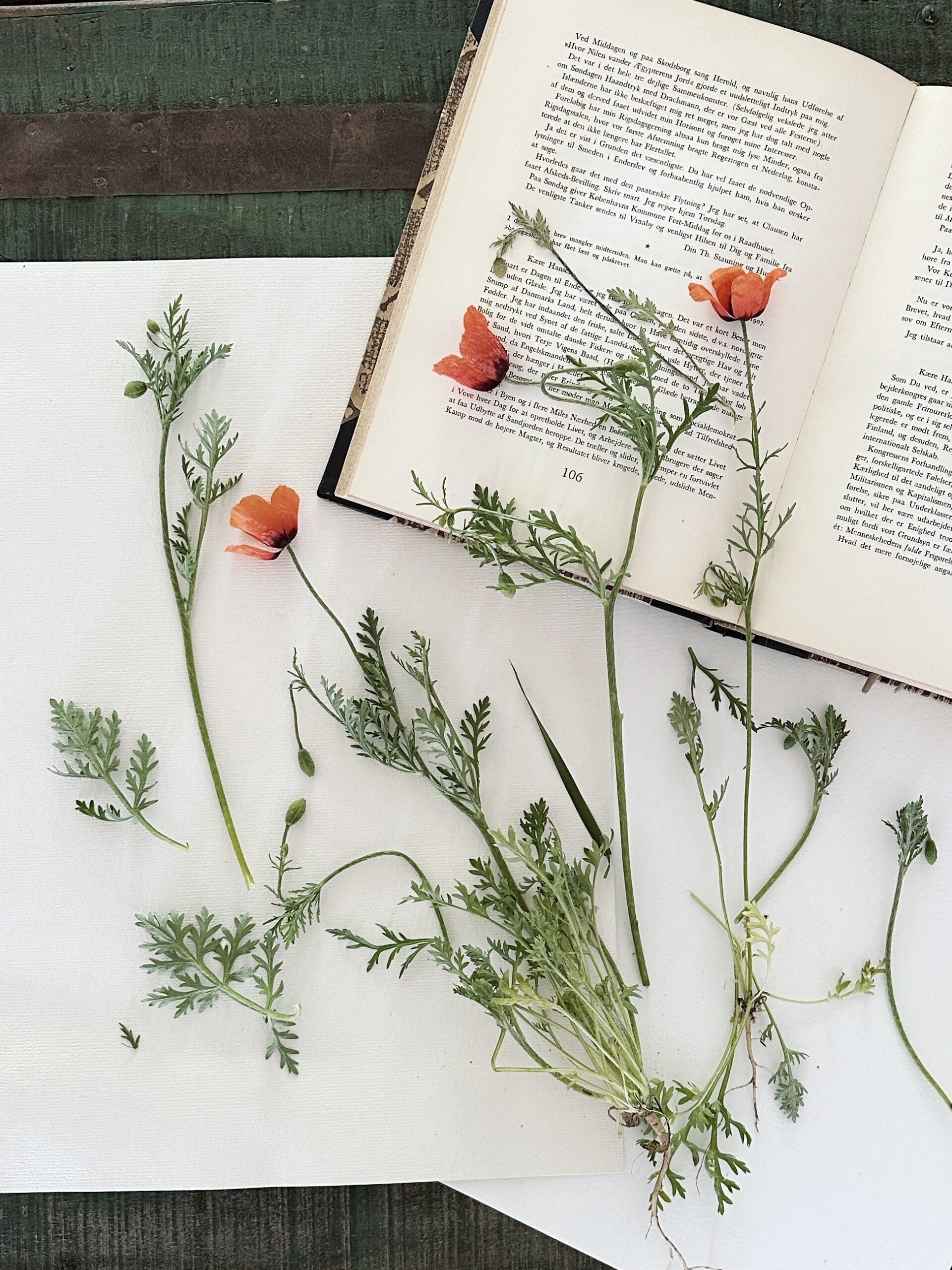 Valmuer fra Mols Bjerge