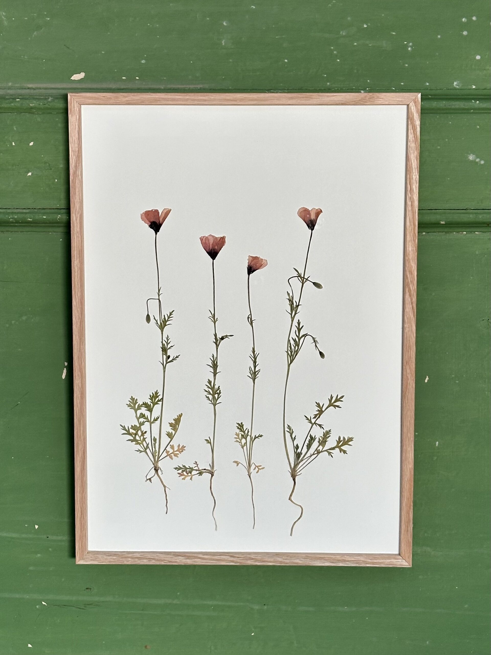 Valmuer fra Mols Bjerge