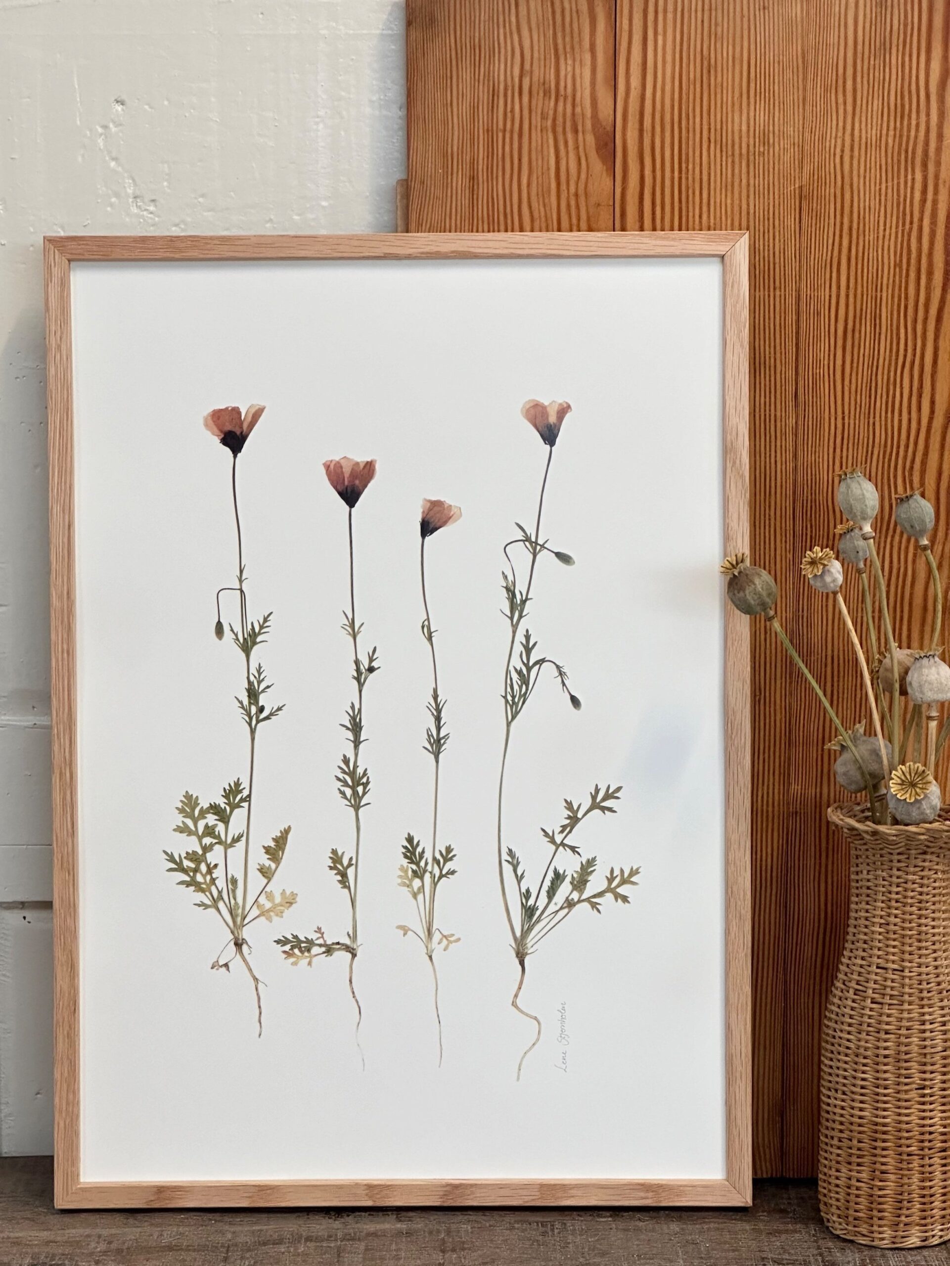 Valmuer fra Mols Bjerge