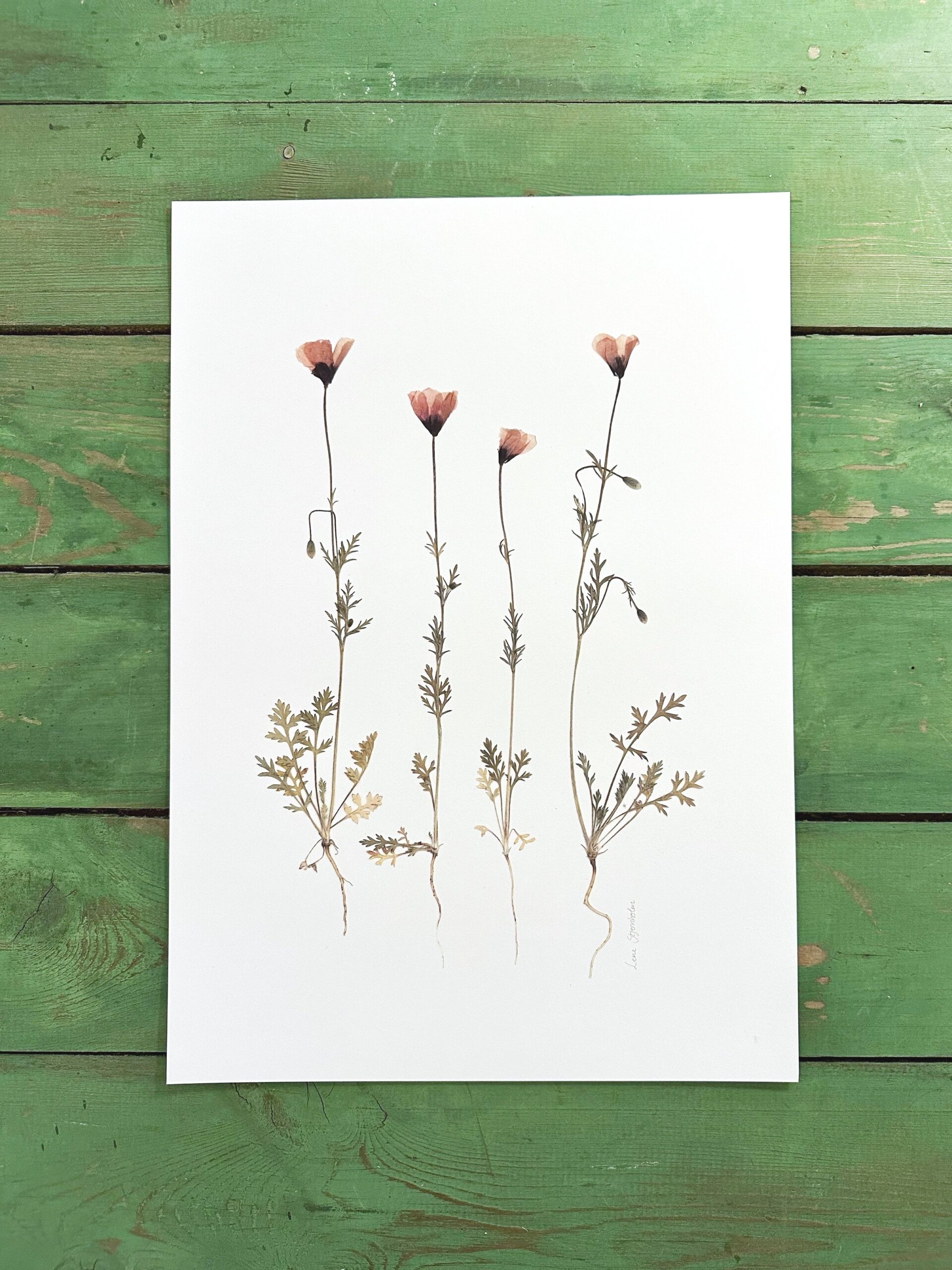 Valmuer og andet vildt