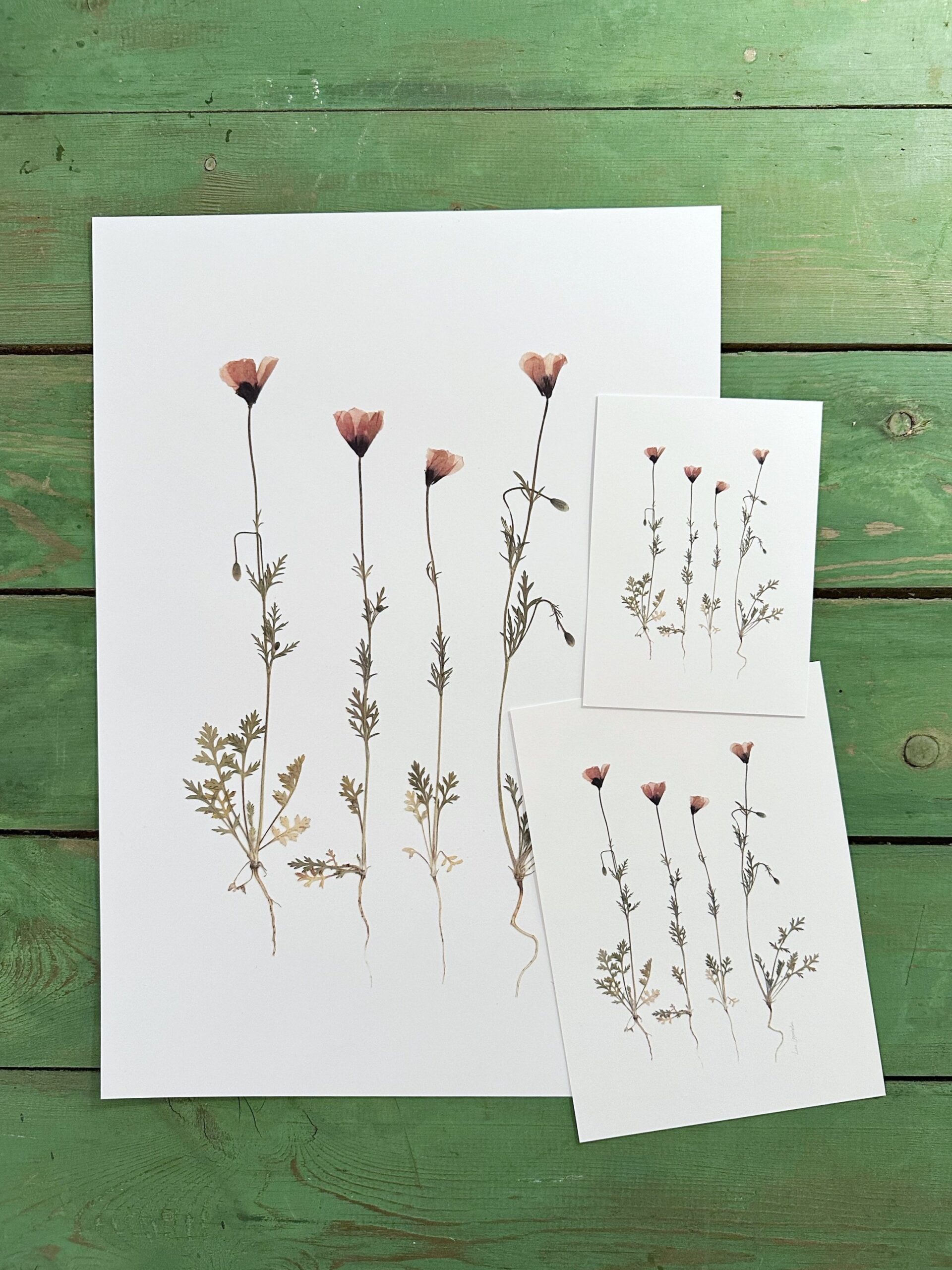 Valmuer og andet vildt