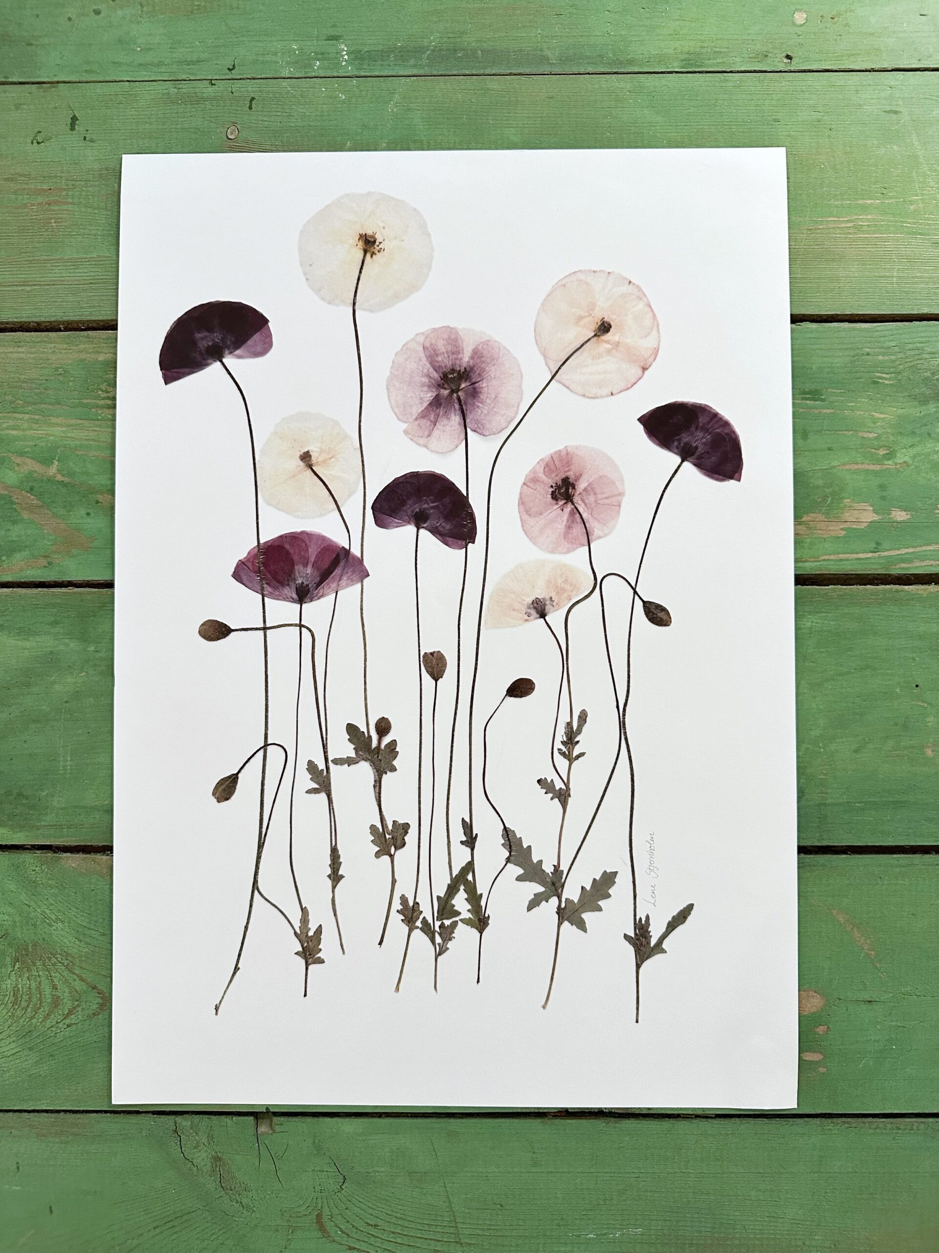 Valmuer fra Brede Havekiosk