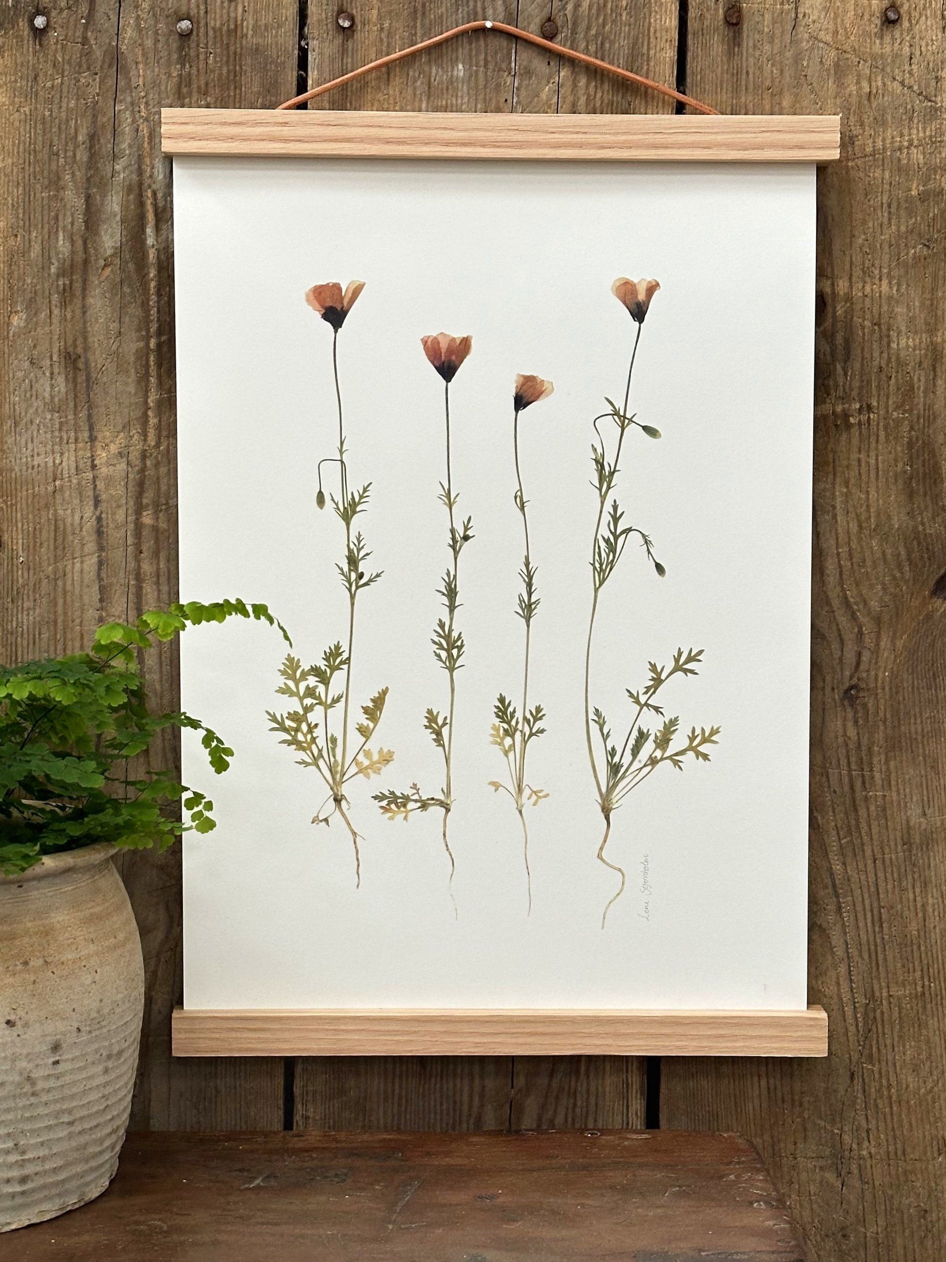 Valmuer og andet vildt