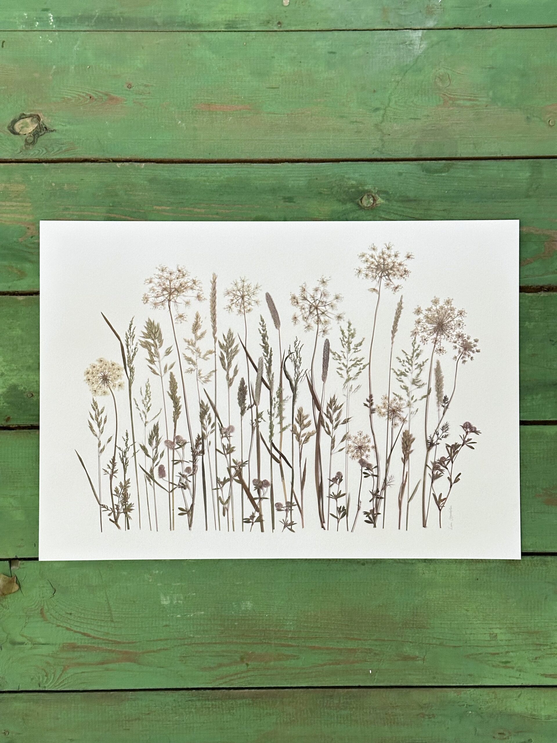 grøftekant blomster sommer