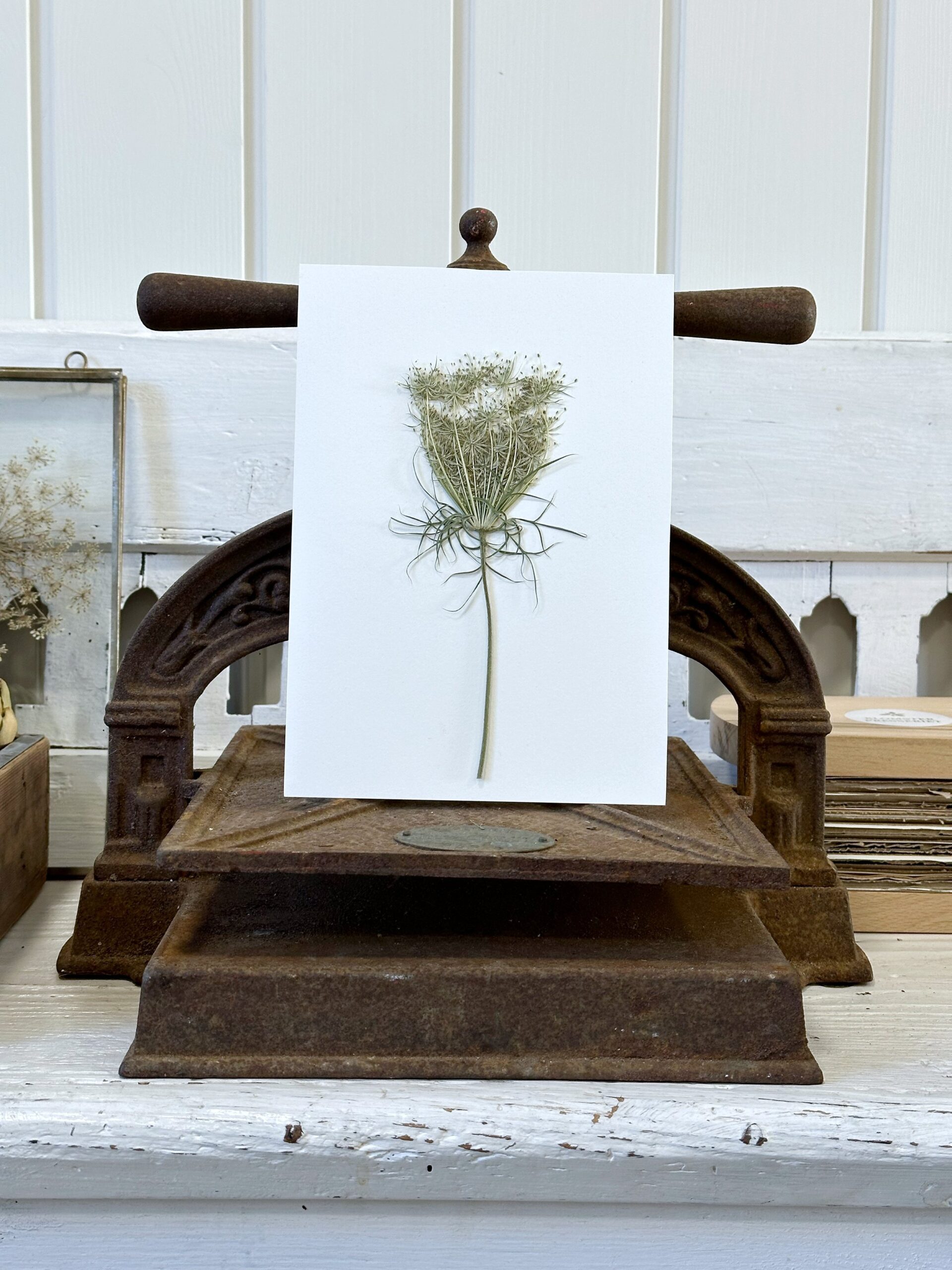 A6 Vinterkort - pakke med 5 stk - Mix med rødder og smukke detaljer