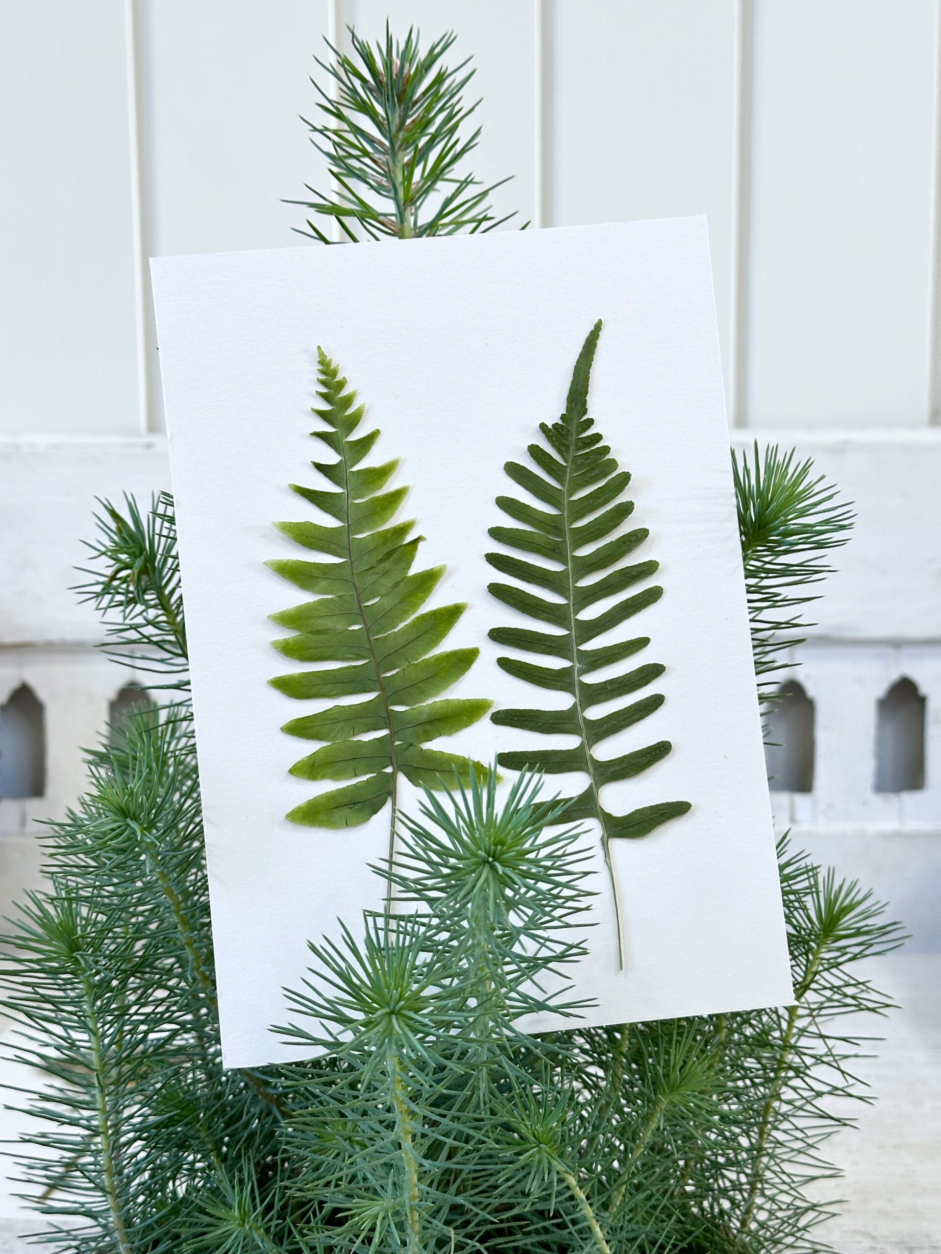 A6 Vinterkort - pakke med 5 stk. - Det enkle mix