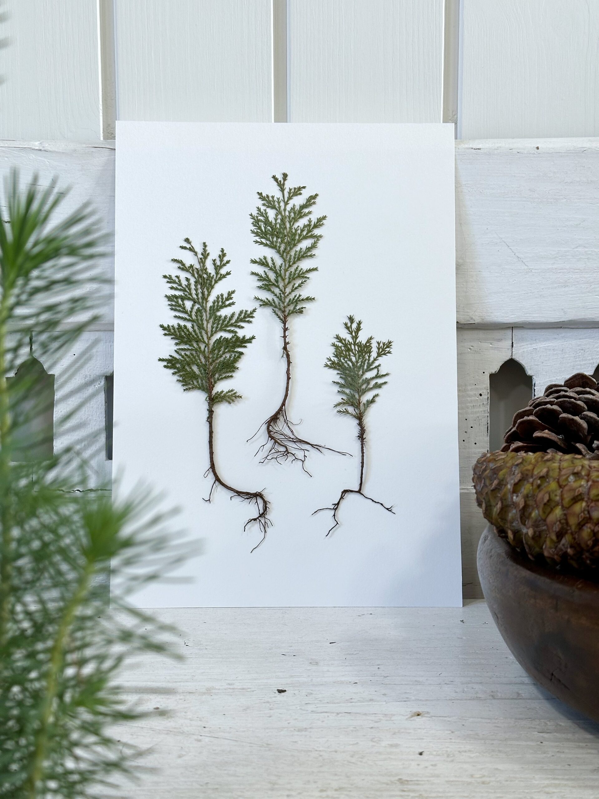 A6 Vinterkort - pakke med 5 stk - Mix med rødder og smukke detaljer