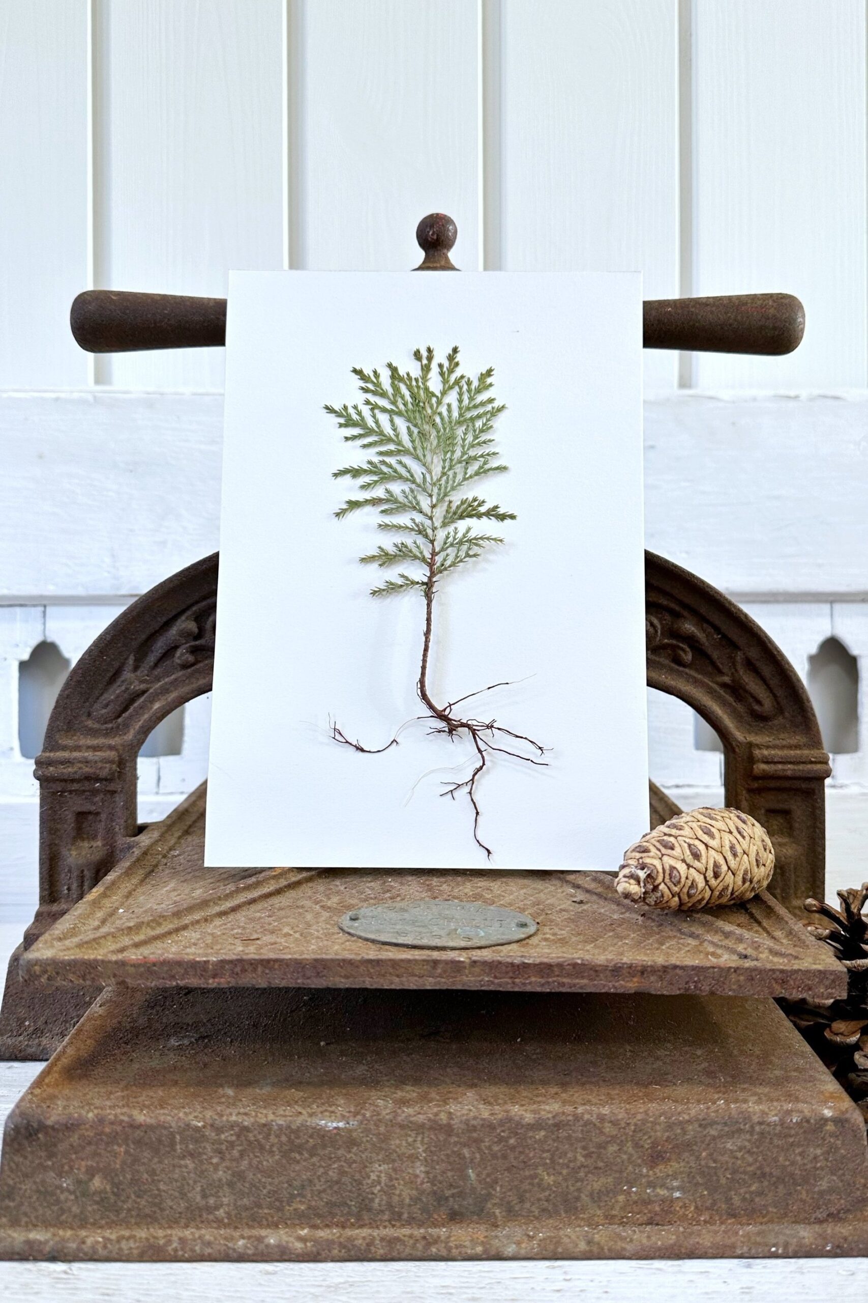 A6 Vinterkort - pakke med 5 stk - Mix med rødder og smukke detaljer