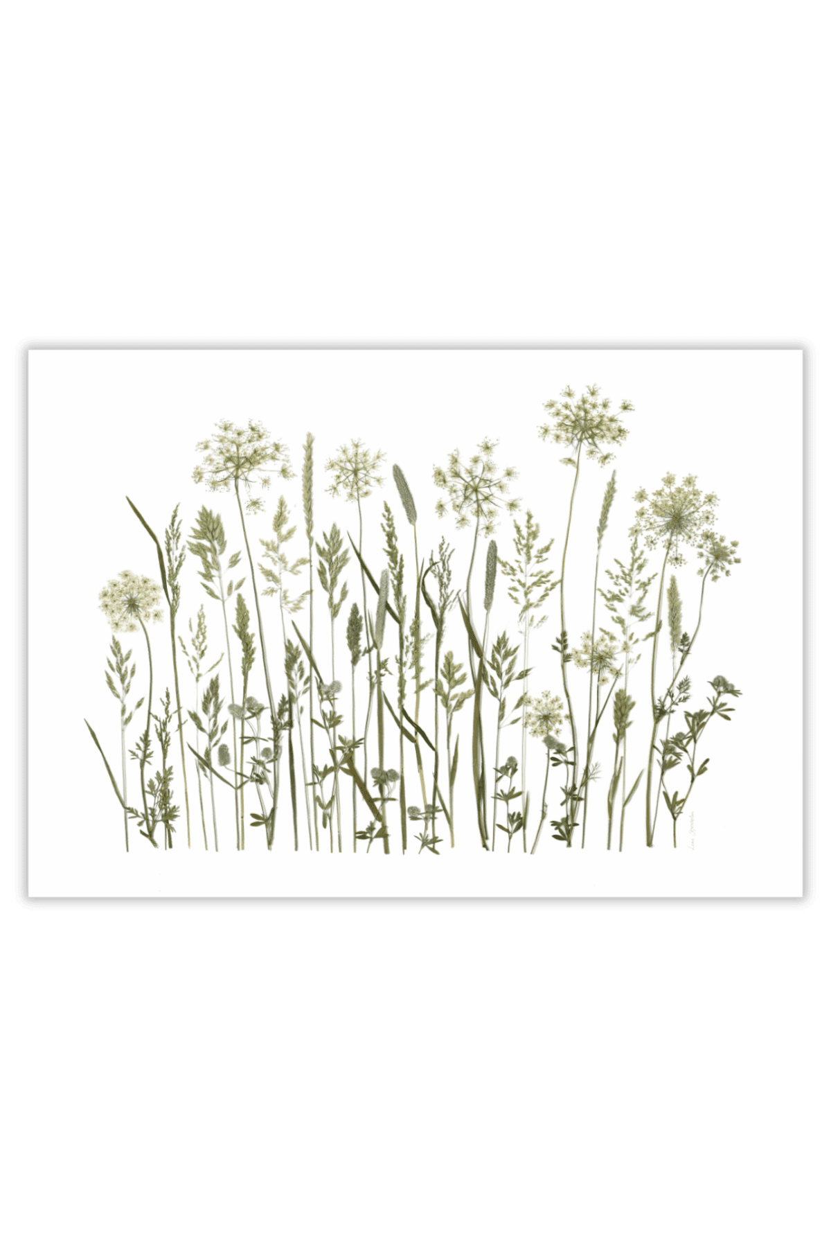 grøftekant blomster sommer