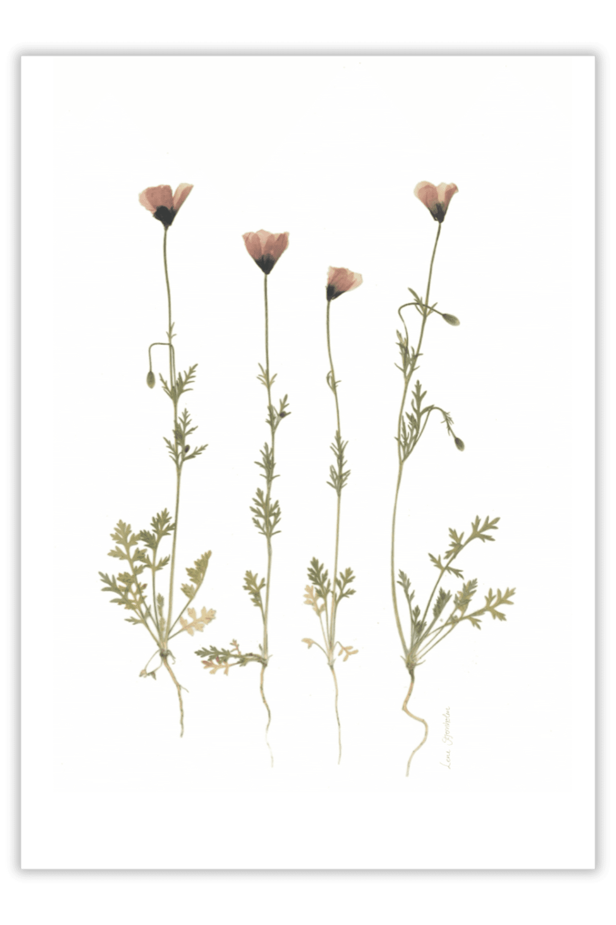 Valmuer og andet vildt