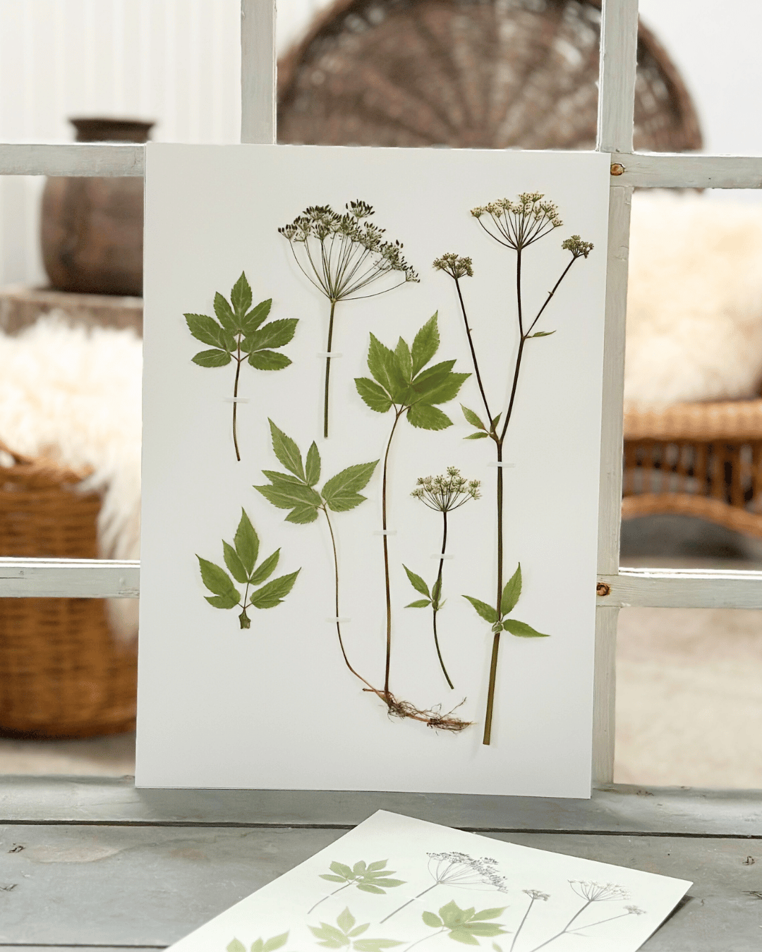 Original - Skvalderkål str. A3 - Billede 3