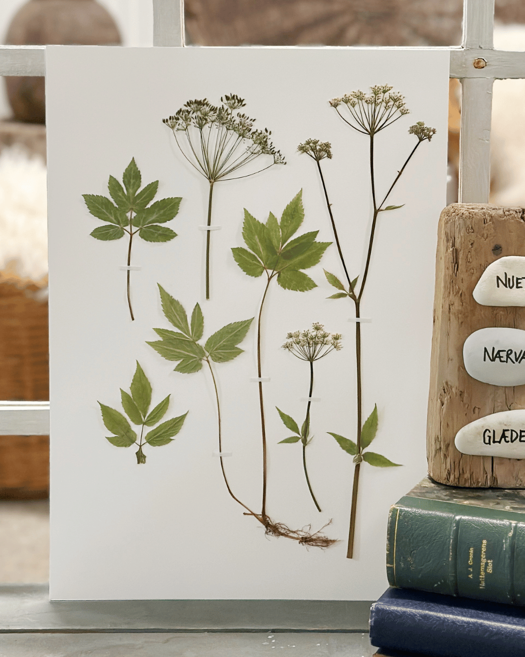 Original - Skvalderkål str. A3