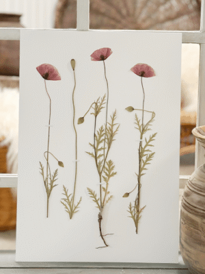 Original - Kornvalmue str. A3