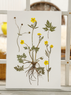 Original - Smørblomst str. A3