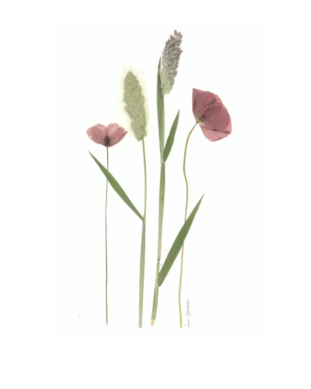 Valmuer og græsser - Billede 2