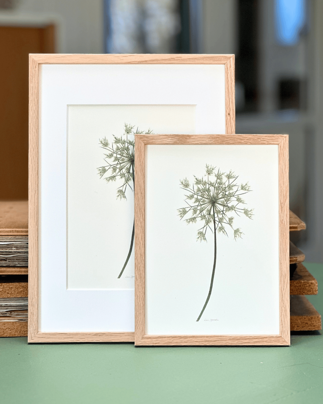 Vild Gulerod Nr. 1 - Billede 3