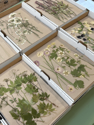 WORKSHOP: Pressede blomster - Lørdag d. 7. marts - UDSOLGT