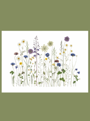 Vild sommerflor